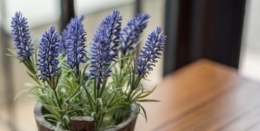 Λεβάντα: Αξιοποίησε το ανοιξιάτικο βότανο στο σπίτι   