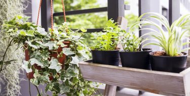 Πώς να προστατεύσεις τα φυτά σου από το κρύο